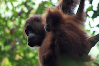 Orangutan and Baby