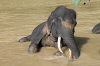 Bath Time for Elephants