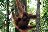Swinging Orangutan and Baby