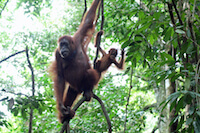 Baby Orangutan waving