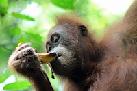 Orangutan Eating a Banana